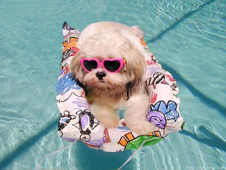 doggy in pools