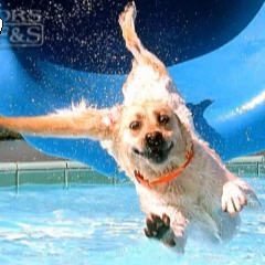 Dog-Water-Slide
